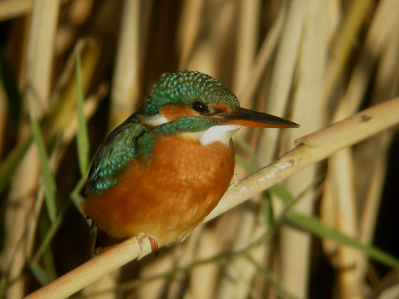 Blauet (Alcedo atthis)