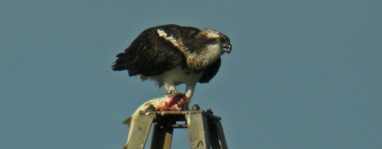 Àliga pescadora (Pandion haliaetus)