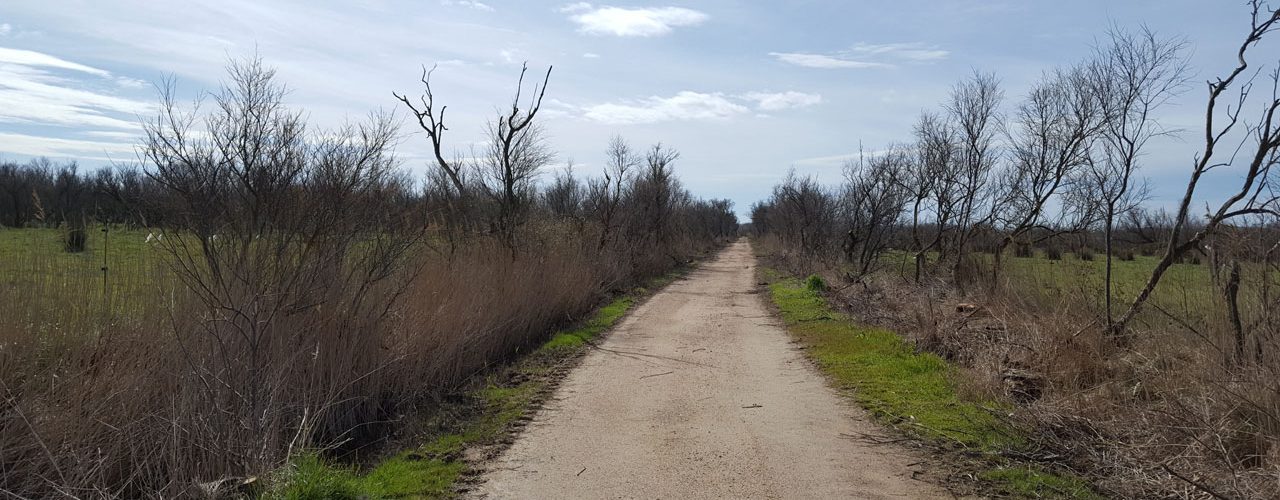 Camí vorejat de tamarius entre closes