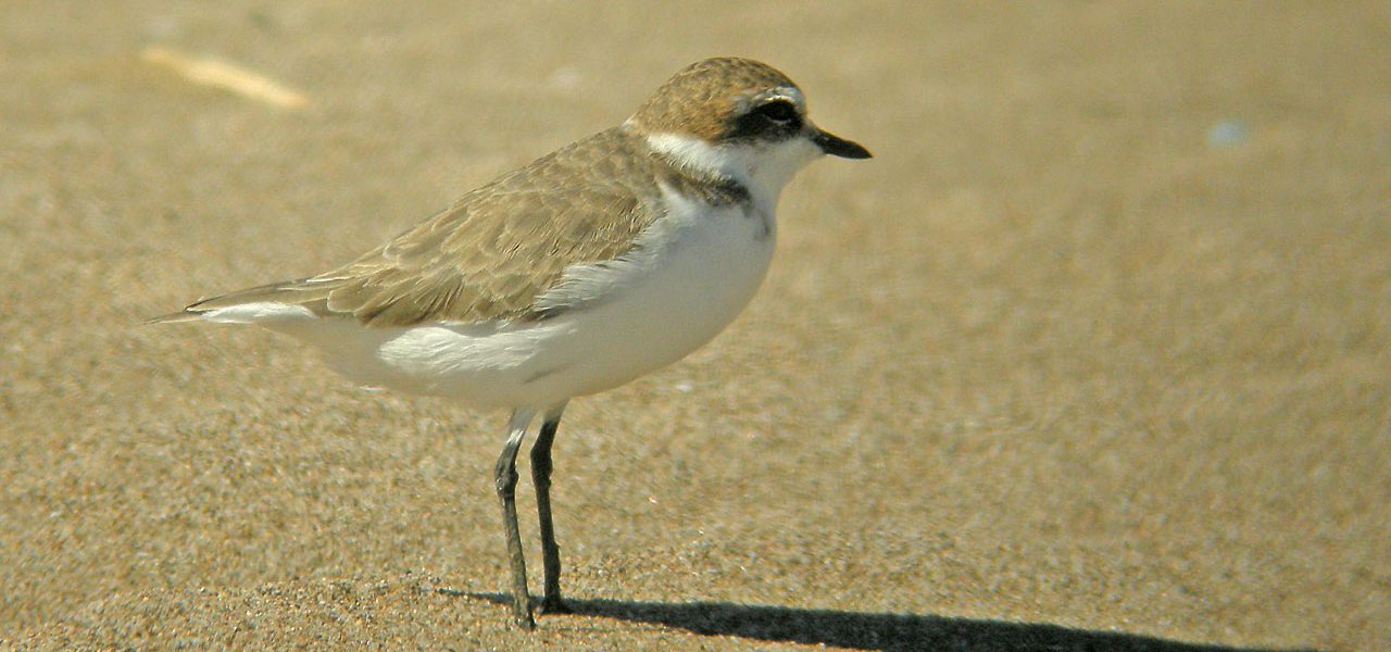 Corriol camanegre (Charadrius alexandrinus)