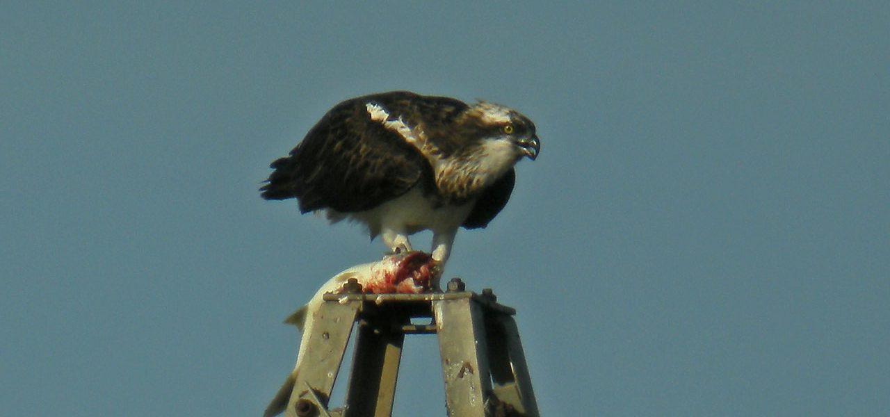 Àliga pescadora