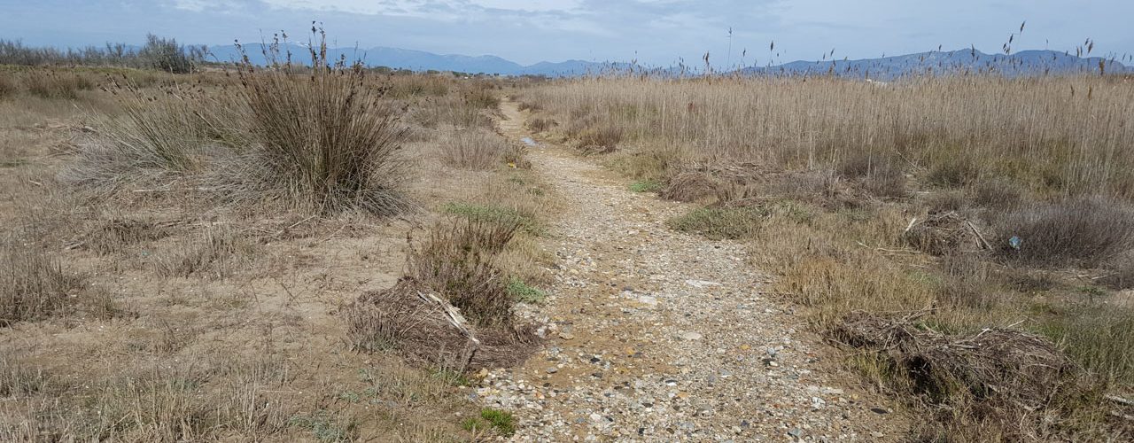 Camí entre sulsures i jonqueres