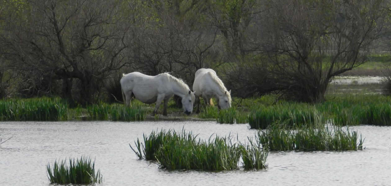 Estany de Vilaüt