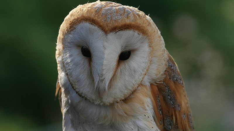 A close-up of the beautiful barnowl